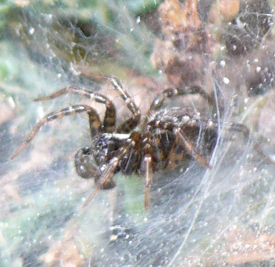 Lycoside? Textrix sp.! - Fenestrelle (TO)